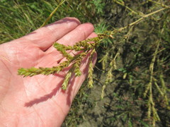 Corispermum declinatum