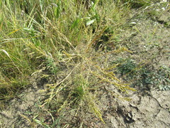 Corispermum declinatum