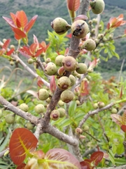 Ficus ingens