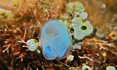 Rhopalaea