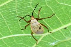 Probergrothius nigricornis