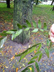 Gleditsia triacanthos