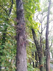 Gleditsia triacanthos