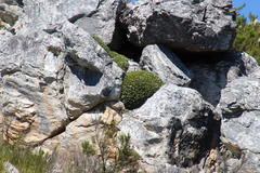 Oldenburgia paradoxa