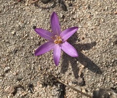 Colchicum corsicum