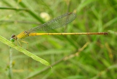 Ceriagrion chromothorax