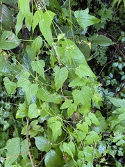 Cyclanthera rostrata