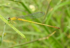 Ceriagrion chromothorax