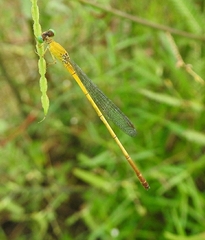 Ceriagrion chromothorax