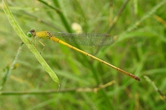 Ceriagrion chromothorax