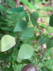 Homalanthus stillingiifolius