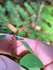 Homalanthus stillingiifolius