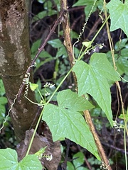 Cyclanthera rostrata