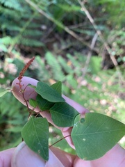 Homalanthus stillingiifolius