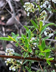 Logania linifolia