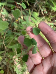 Homalanthus stillingiifolius