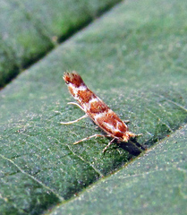 Cameraria ohridella