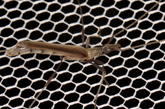Rhinophthalmus