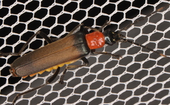 Chauliognathus tricolor