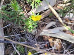 Hibbertia superans