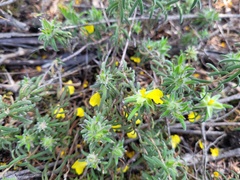Hibbertia superans