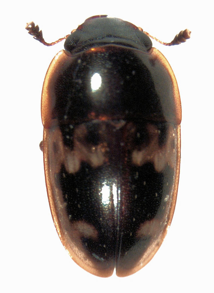 Cryptarcha nitidissima