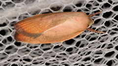 Ptyoptila matutinella