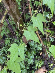 Cyclanthera rostrata