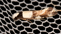 Monopis icterogastra