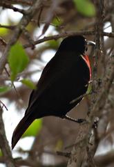 Chalcomitra senegalensis gutturalis