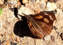Libythea laius