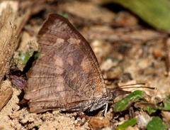 Libythea laius