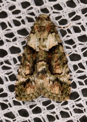 Pherechoa crypsichlora