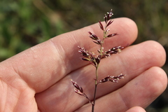 Poa arctica