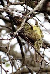 Chalcomitra senegalensis gutturalis
