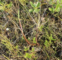Poa arctica