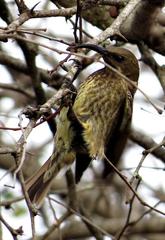 Chalcomitra senegalensis gutturalis