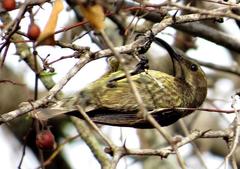 Chalcomitra senegalensis gutturalis