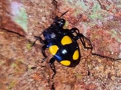 Gerstaeckerus klugii