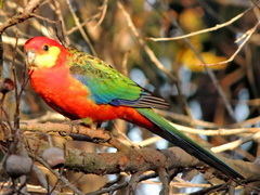 Platycercus icterotis icterotis