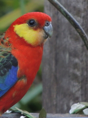 Platycercus icterotis icterotis