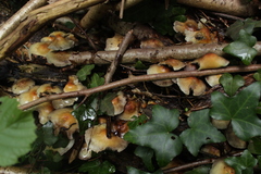 Fungi