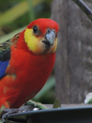 Platycercus icterotis icterotis