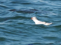 Ichthyaetus melanocephalus