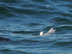 Ichthyaetus melanocephalus