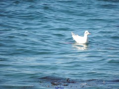 Ichthyaetus melanocephalus