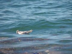 Ichthyaetus melanocephalus