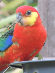 Platycercus icterotis icterotis