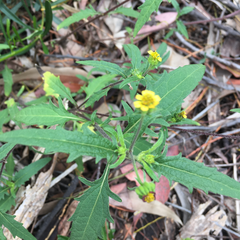 Sigesbeckia australiensis