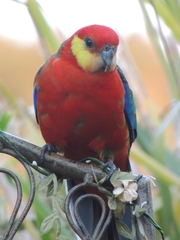 Platycercus icterotis icterotis